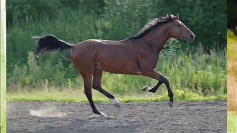 horse gifs free.